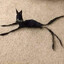 Gato Vegano