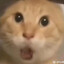 略猫区