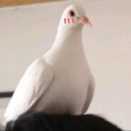 爱养咕咕的咕咕