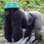 DICKarb7