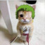 Zoro Ronronea