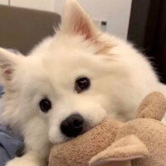 佐伯龙治与乌鸦