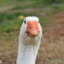 Goofy Goose