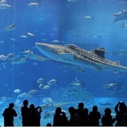 Okinawa (•o•)ง