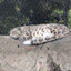 snow leopard