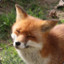 ConfusedFox