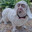 DOGMAN