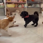 Wing Lam (Bò Né's Father)