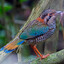 SCALY GROUND ROLLER