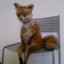 HornyFoxy