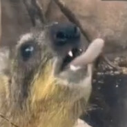 Rock Hyrax