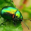 Junebug ^-^