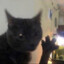 El Gato Del Quatro