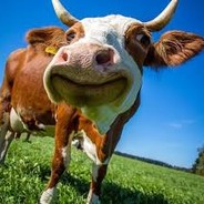 CowGoMoo