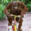 Mad Ape on Tricycle