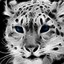 SnowLeopard95