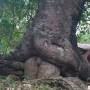 （电脑玩家）cheater