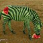 Watermelon_Zebra