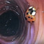 ladybug in ur colon