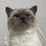Big Avatar