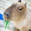 Capybara love Chelsea