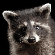 Raccoon