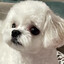 AMADEUS