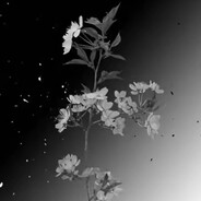 ℙ𝔸𝕄ℙ𝔼ℝ𝟟𝟟