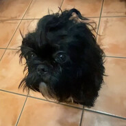 BobaGuy