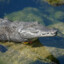 croc