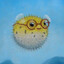 Pufferfish's avatar