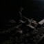 LGN | MidNight