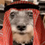 arab dog