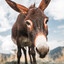 donkey