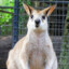 kangaroo