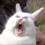 ScreamingRabbit