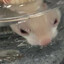 A Ferret