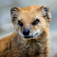 Muhammed The Malicious Mongoose