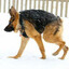 BELKA