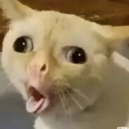 歪嘴小猫你记住