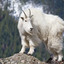 Mountain Goat