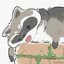 Racoon