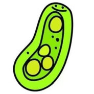 奇奇怪怪的草履