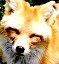 madfox