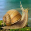 snail