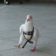 Pigeon With A D***