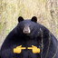 Bearzz