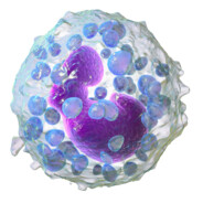 Basophil