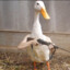 goosdom
