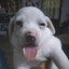 Carlis